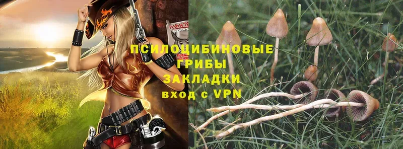 Галлюциногенные грибы Psilocybine cubensis Осташков